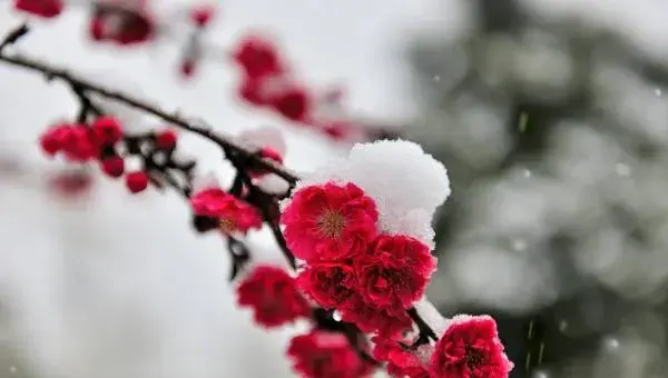 盆景梅花养殖方法与注意事项 梅花盆景怎么造型好看