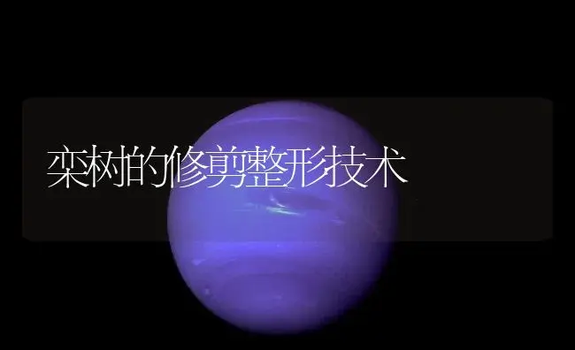 栾树的修剪整形技术 | 植物知识