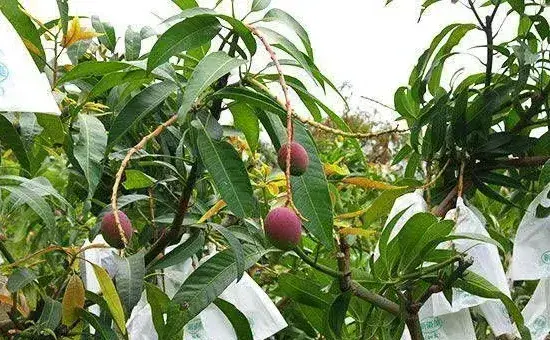 芒果种植的这几大误区你知道吗