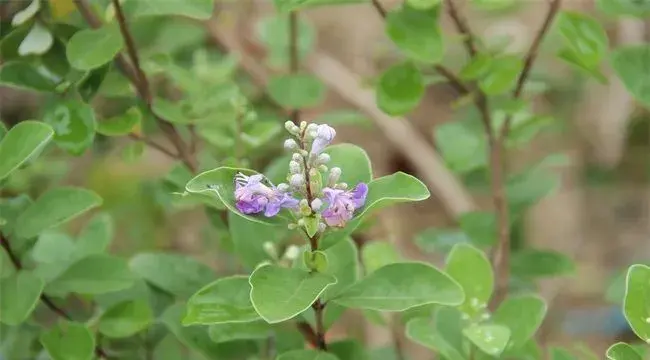 蔓荆子的繁殖方法