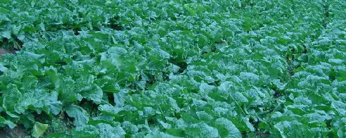 有机白菜种植技术，可条播也可穴播