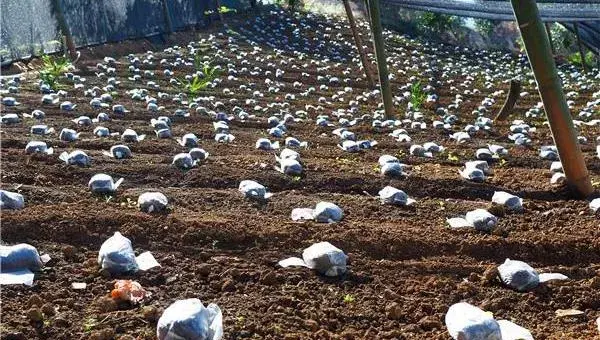 羊肚菌种植技术，环境和土壤要求高，调制栽培料极其重要