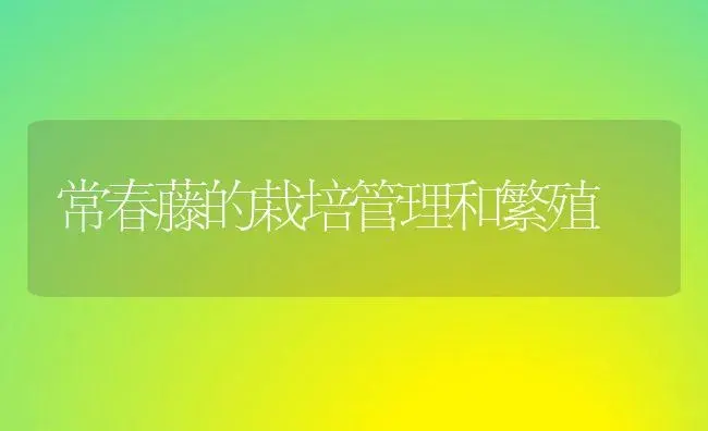 常春藤的栽培管理和繁殖 | 植物科普