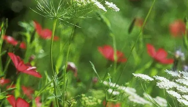 麦仙翁怎么种 麦仙翁种植方法与注意事项