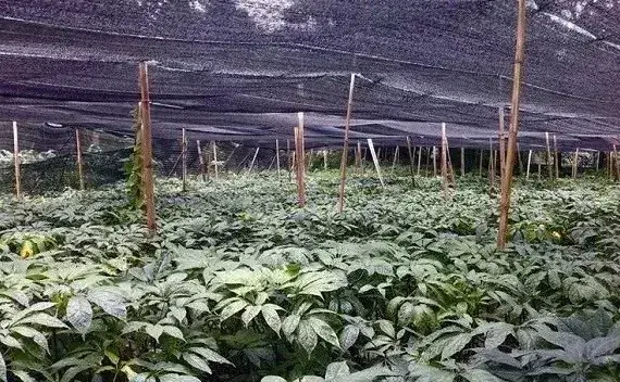 种植三七如何管理？