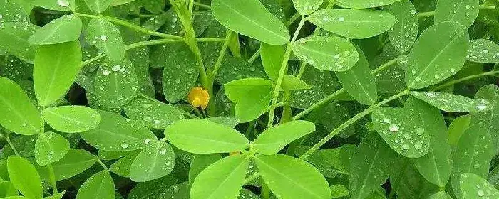 花生花期能浇水吗