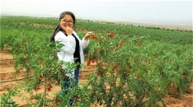 枸杞的种植方法