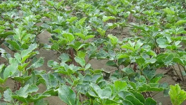 沙参种植方法和时间