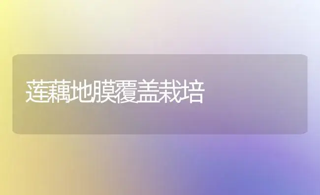 莲藕地膜覆盖栽培 | 植物科普