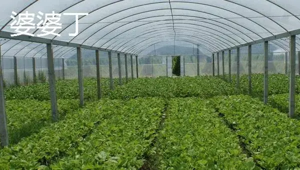 大棚野菜种植前景怎么样 哪些野菜适合大棚种植