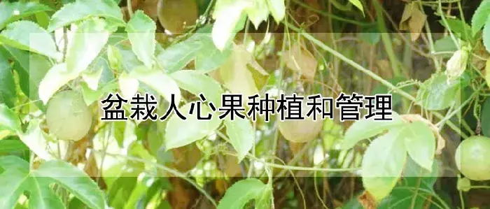 盆栽人心果种植和管理