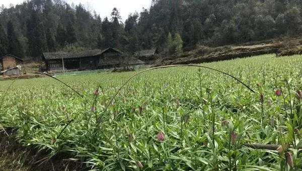 川贝母种植条件