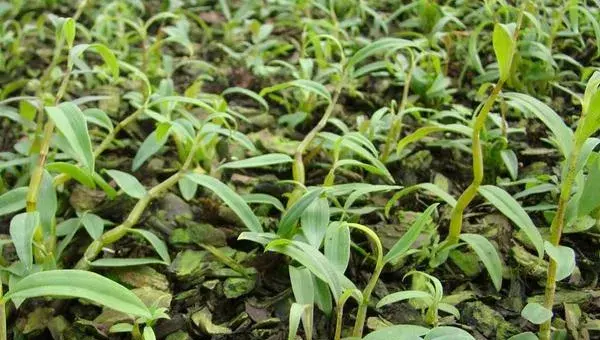 铁皮石斛的种植技术  铁皮石斛怎么种植