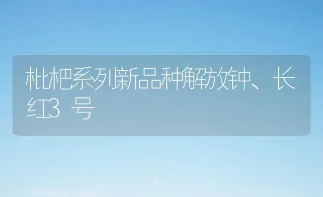 枇杷系列新品种解放钟、长红3号 | 植物科普