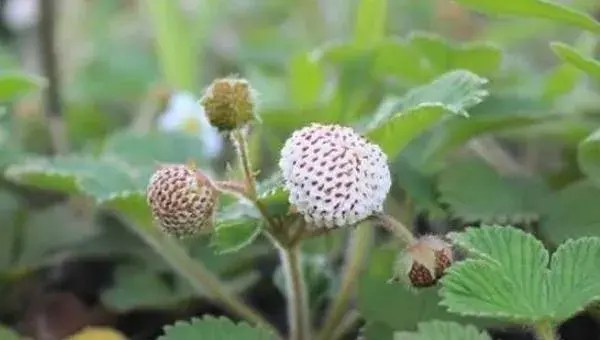 菠萝莓种植技术