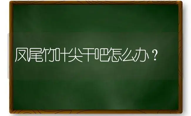 凤尾竹叶尖干吧怎么办？ | 植物问答