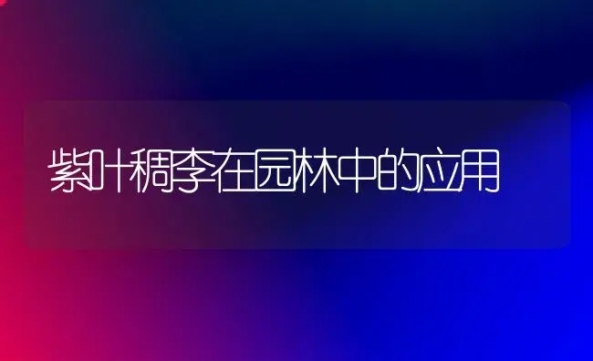 甘蓝如何栽培 | 植物科普