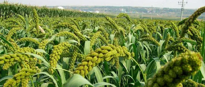 谷子种植时间，春谷4月夏谷6月