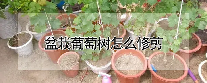 盆栽葡萄树怎么修剪