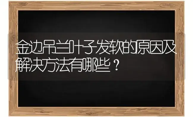 金边吊兰叶子发软的原因及解决方法有哪些？ | 植物问答