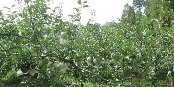 苹果套袋后容易出现什么问题？