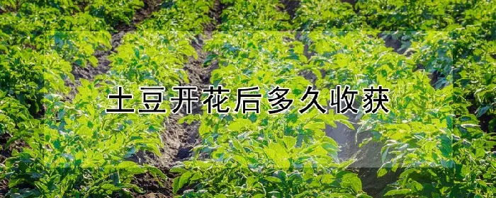 土豆开花后多久收获