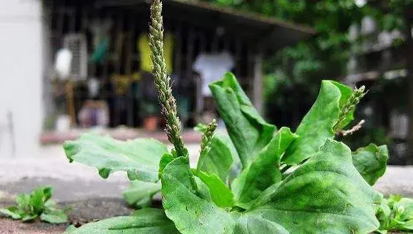 车前草种植时间 车前草种植周期