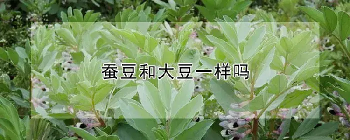 蚕豆和大豆一样吗