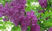 香花槐的绿化及经济价值