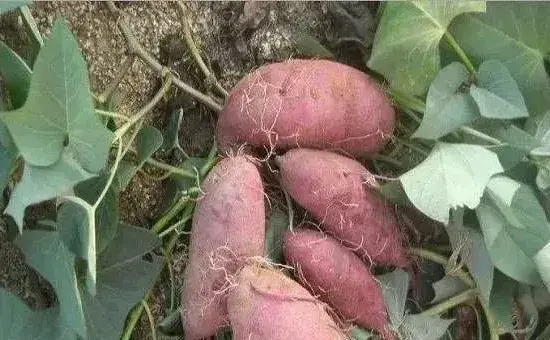 8月红薯的高产栽培种植技巧