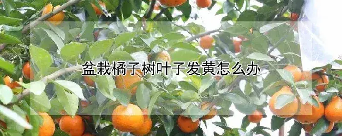 盆栽橘子树叶子发黄怎么办