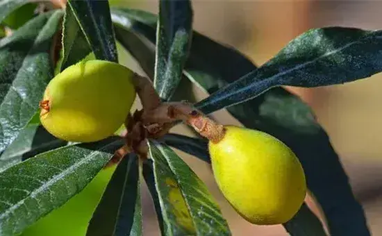 让枇杷增产需要掌握的种植技术有哪些？