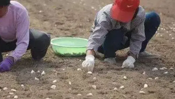 北方春播大蒜的种植