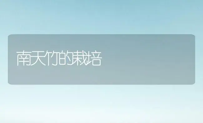南天竹的栽培 | 植物科普