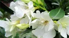 栀子花的养护技术