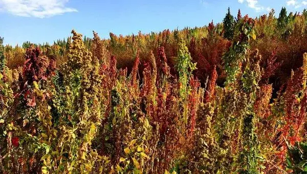 藜麦种植时间，一般在春末时节种植