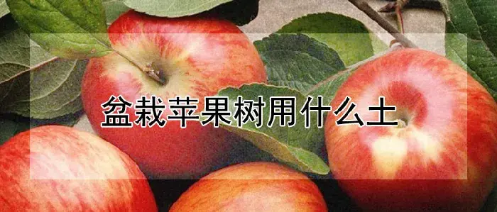 盆栽苹果树用什么土