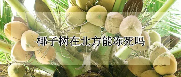 椰子树在北方能冻死吗