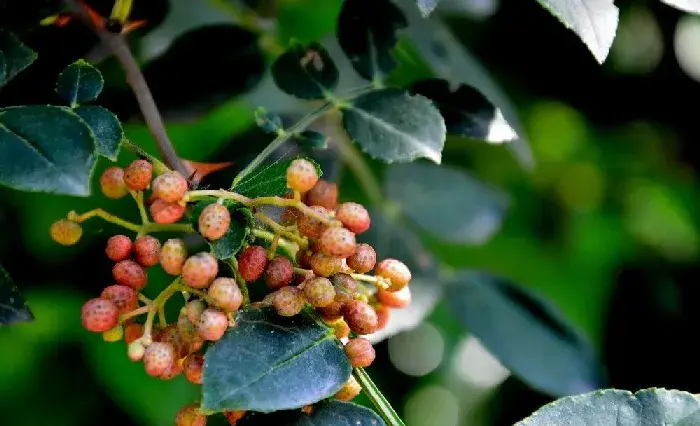 花椒树不同阶段修剪技术介绍