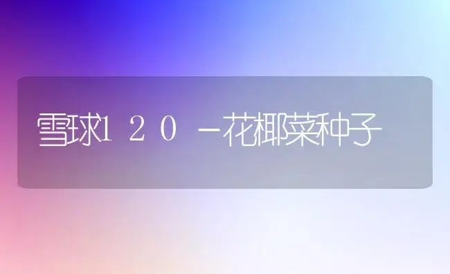 雪球120－花椰菜种子 | 植物科普