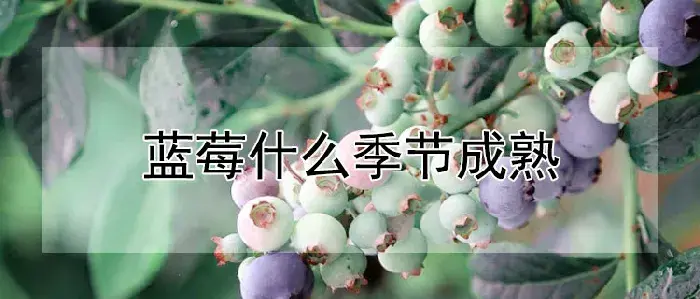 蓝莓什么季节成熟