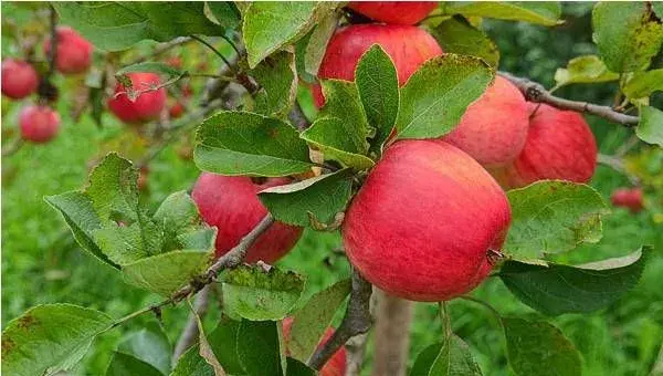 苹果缺锌症状及防治技巧