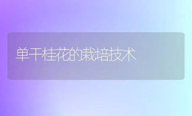 单干桂花的栽培技术 | 植物知识