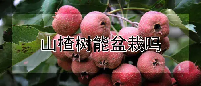 山楂树能盆栽吗