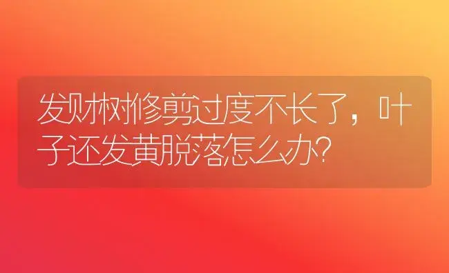 发财树修剪过度不长了，叶子还发黄脱落怎么办？ | 植物问答