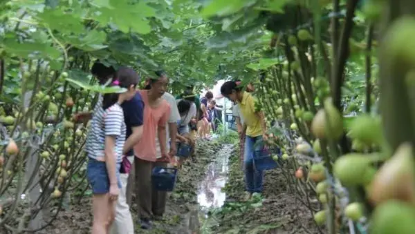 无花果怎么提高产量？种植管理技术介绍