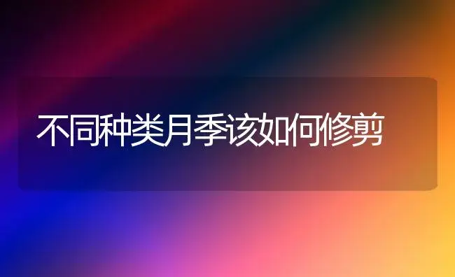 不同种类月季该如何修剪 | 植物科普