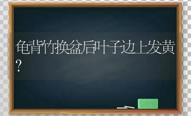 龟背竹换盆后叶子边上发黄？ | 植物问答