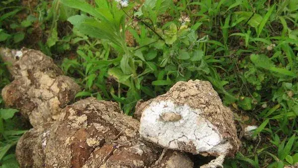 2018种茯苓赚钱吗？茯苓种植的利润与投资成本及前景预测