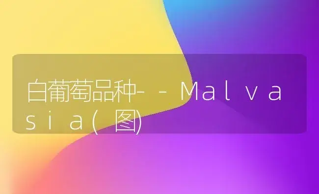 白葡萄品种--Malvasia(图) | 植物百科